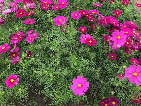 乐清鲜花婚庆|设计酒店植物摆设